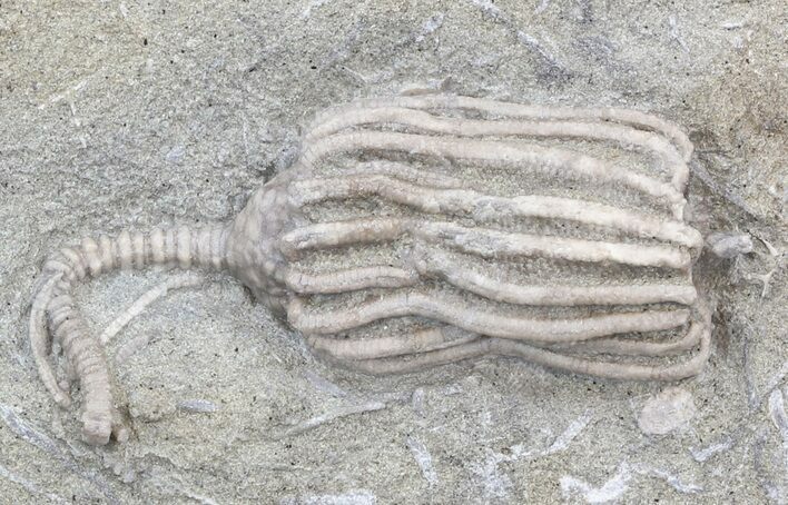 Dizygocrinus Crinoid Fossil - Warsaw Formation, Illinois #43522